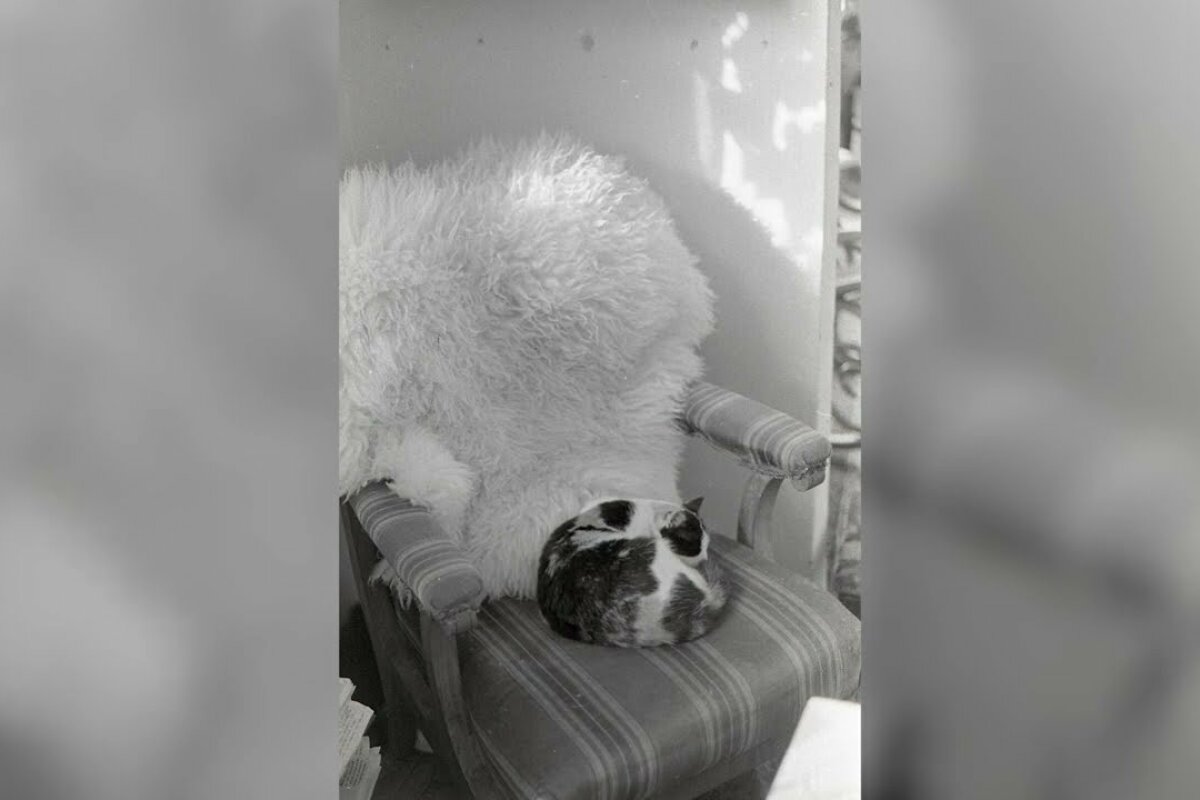 Panelová diskuze o zvířatech a umění